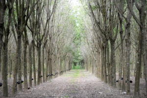 natural rubber price increase