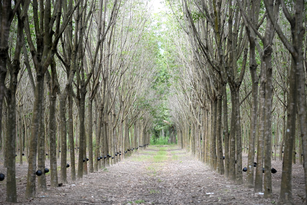 natural rubber price increase